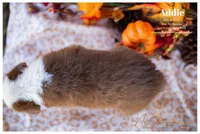 Addie, a female Australian Shepherd for sale in Red Bud, IL – 4 of 4