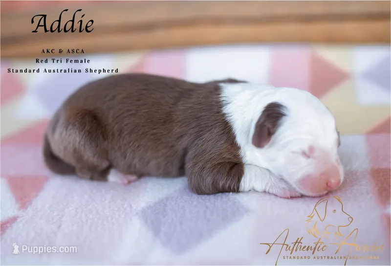 Addie – Australian Shepherd puppy for sale in Red Bud, IL