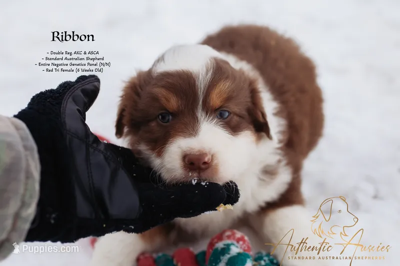 AKC & ASCA- AVAILABLE NOW