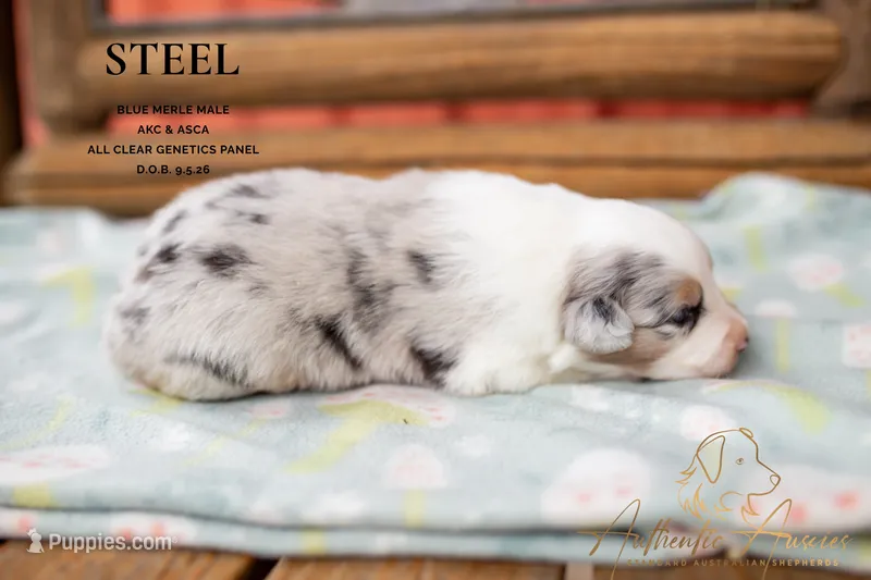 Steel – Australian Shepherd puppy for sale in Red Bud, IL