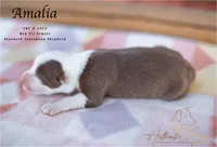 Amalia, a female Australian Shepherd for sale in Red Bud, IL – 2 of 4