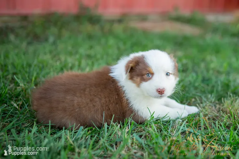 Hanna – Australian Shepherd puppy for sale in Red Bud, IL