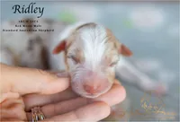 Ridley, a male Australian Shepherd for sale in Red Bud, IL – 3 of 4