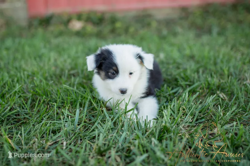 Frances – Australian Shepherd puppy for sale in Red Bud, IL
