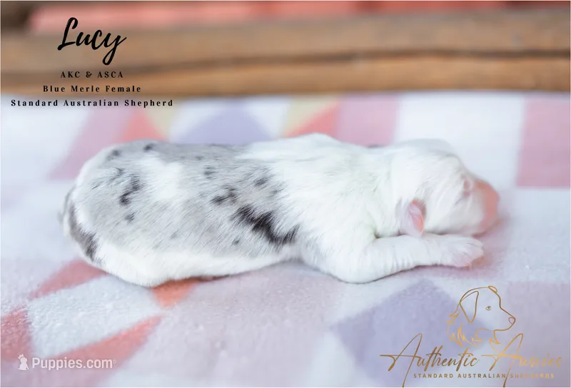 Lucy – Australian Shepherd puppy for sale in Red Bud, IL