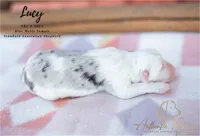 Lucy, a female Australian Shepherd for sale in Red Bud, IL – 1 of 4