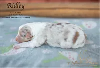 Ridley, a male Australian Shepherd for sale in Red Bud, IL – 2 of 4