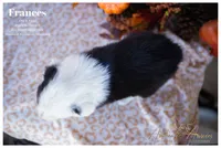 Frances, a female Australian Shepherd for sale in Red Bud, IL – 2 of 6