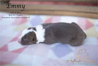 Emmy, a female Australian Shepherd for sale in Red Bud, IL – 2 of 4
