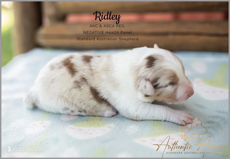 Ridley – Australian Shepherd puppy for sale in Red Bud, IL