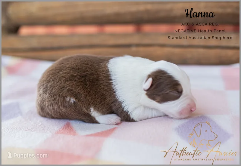 Hanna – Australian Shepherd puppy for sale in Red Bud, IL