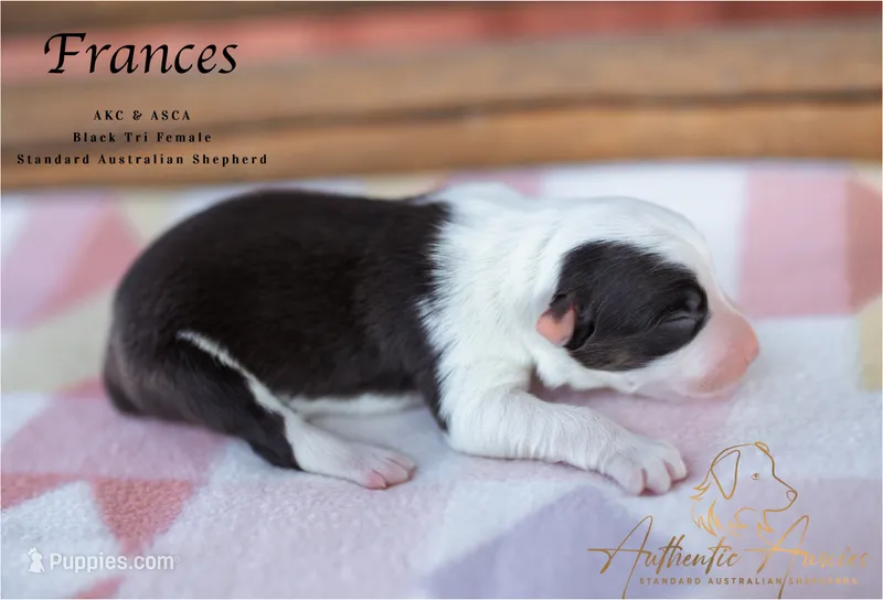 Frances – Australian Shepherd puppy for sale in Red Bud, IL