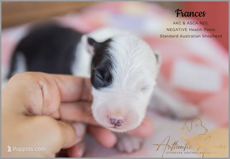 Frances – Australian Shepherd puppy for sale in Red Bud, IL