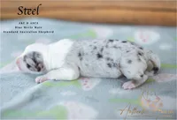 Steel, a male Australian Shepherd for sale in Red Bud, IL – 3 of 4