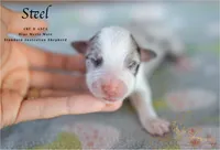 Steel, a male Australian Shepherd for sale in Red Bud, IL – 2 of 4