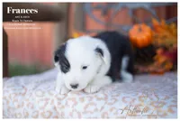 Frances, a female Australian Shepherd for sale in Red Bud, IL – 3 of 6