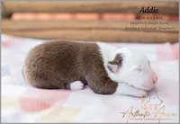 September 2026 Puppies are HERE, a female Australian Shepherd for sale in Red Bud, IL – 7 of 9