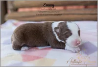 September 2026 Puppies are HERE, a female Australian Shepherd for sale in Red Bud, IL – 4 of 9