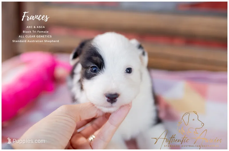 Frances – Australian Shepherd puppy for sale in Red Bud, IL