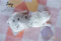 Lucy, a female Australian Shepherd for sale in Red Bud, IL – 4 of 4