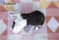 Frances, a female Australian Shepherd for sale in Red Bud, IL – 3 of 4