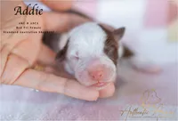 Addie, a female Australian Shepherd for sale in Red Bud, IL – 4 of 4