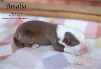 Amalia, a female Australian Shepherd for sale in Red Bud, IL – 3 of 4