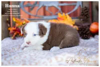 Hanna, a female Australian Shepherd for sale in Red Bud, IL – 2 of 5