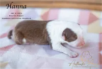 Hanna, a female Australian Shepherd for sale in Red Bud, IL – 2 of 4