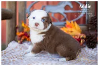 Addie, a female Australian Shepherd for sale in Red Bud, IL – 3 of 4