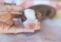 Amalia, a female Australian Shepherd for sale in Red Bud, IL – 4 of 4