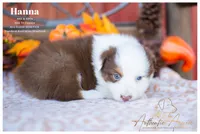 Hanna, a female Australian Shepherd for sale in Red Bud, IL – 3 of 5