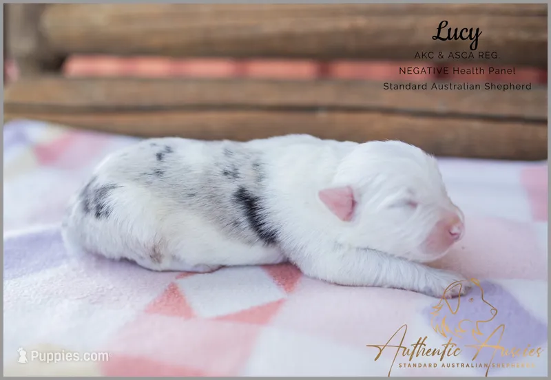 Lucy – Australian Shepherd puppy for sale in Red Bud, IL
