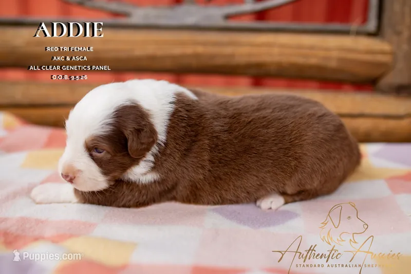 Addie – Australian Shepherd puppy for sale in Red Bud, IL