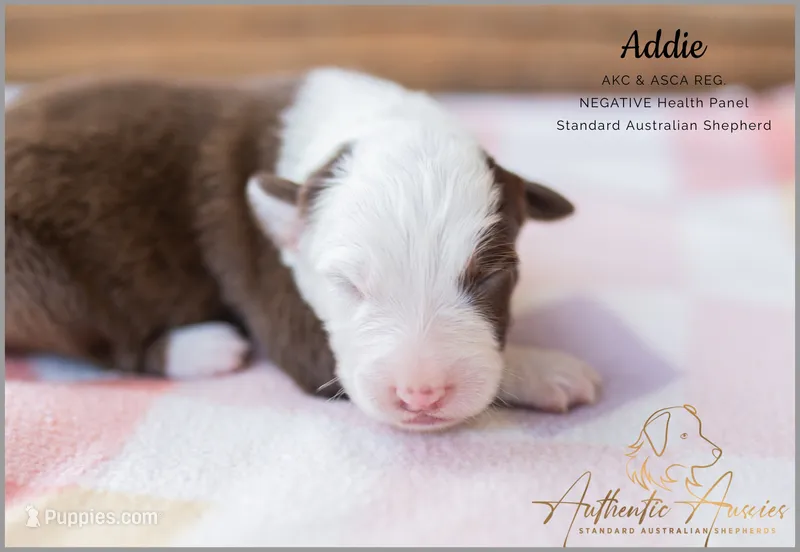 Addie – Australian Shepherd puppy for sale in Red Bud, IL