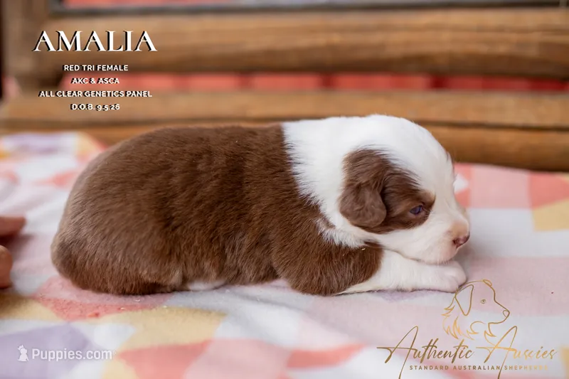 Amalia – Australian Shepherd puppy for sale in Red Bud, IL