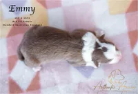 Emmy, a female Australian Shepherd for sale in Red Bud, IL – 4 of 4
