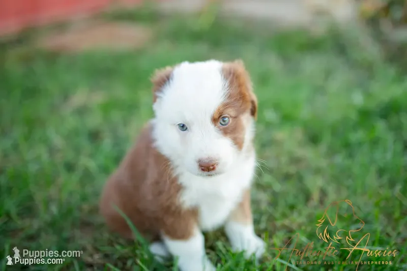 Addie – Australian Shepherd puppy for sale in Red Bud, IL