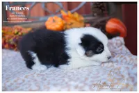Frances, a female Australian Shepherd for sale in Red Bud, IL – 4 of 6