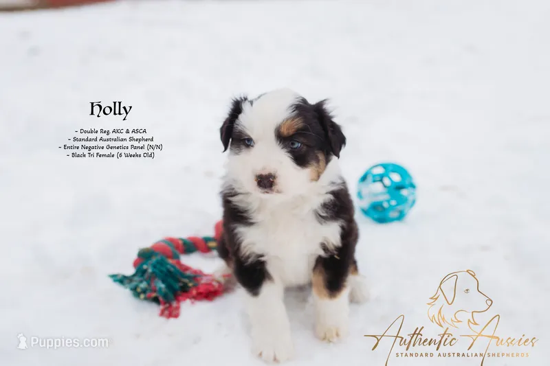 Holly -AKC & ASCA (N/N panel)