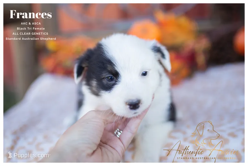 Frances – Australian Shepherd puppy for sale in Red Bud, IL