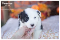 Frances, a female Australian Shepherd for sale in Red Bud, IL – 1 of 6