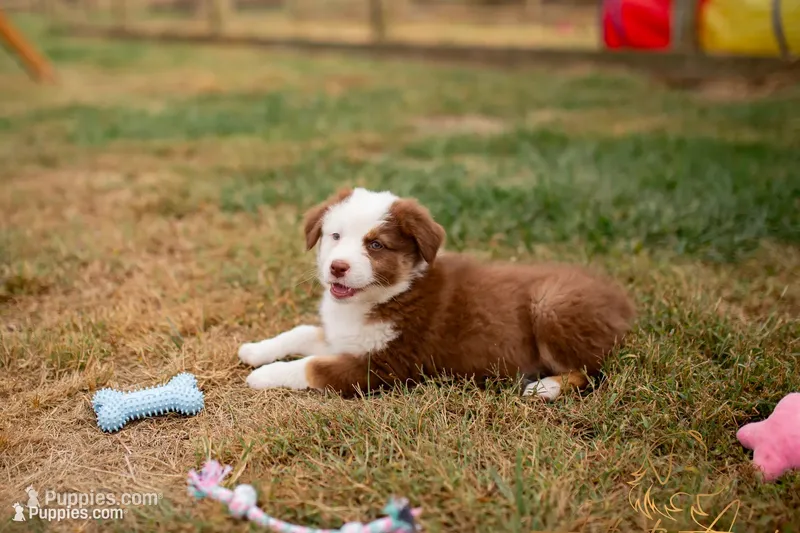 Addie – Australian Shepherd puppy for sale in Red Bud, IL
