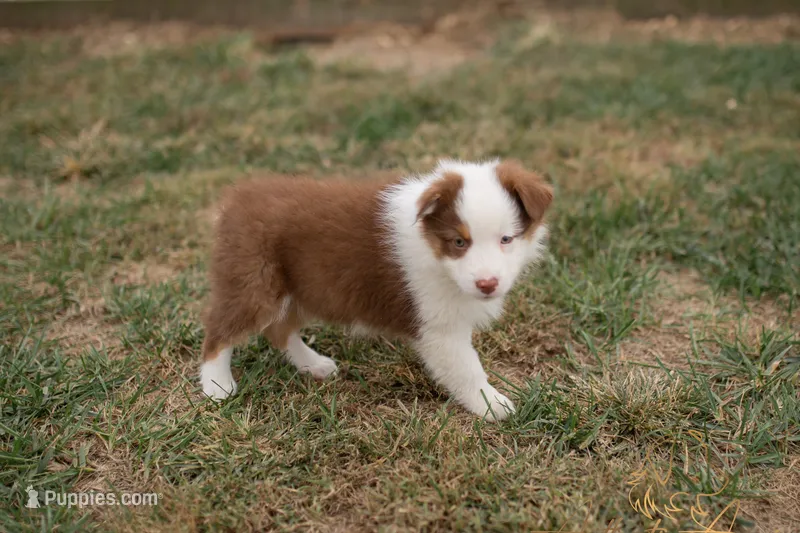Hanna – Australian Shepherd puppy for sale in Red Bud, IL
