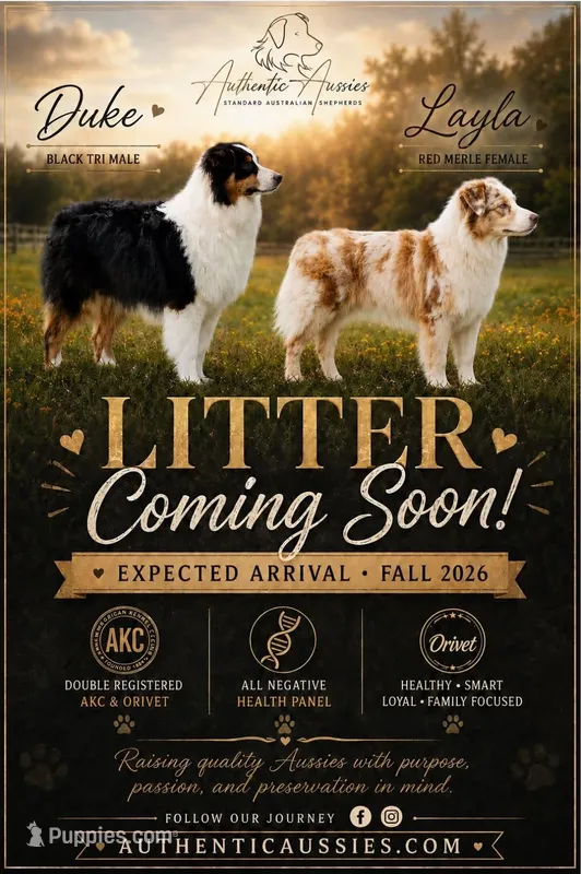 September 2026 Puppies Coming – Australian Shepherd puppy for sale in Red Bud, IL