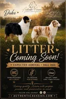 September 2026 Puppies Coming, a  Australian Shepherd for sale in Red Bud, IL – 1 of 1