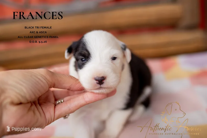 Frances – Australian Shepherd puppy for sale in Red Bud, IL
