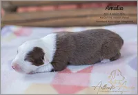 September 2026 Puppies are HERE, a female Australian Shepherd for sale in Red Bud, IL – 5 of 9