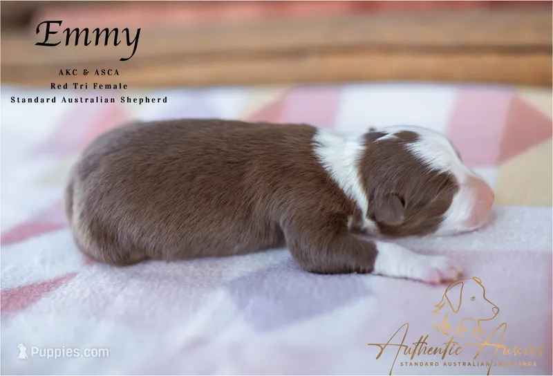 Emmy – Australian Shepherd puppy for sale in Red Bud, IL