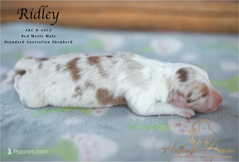 Ridley – Australian Shepherd puppy for sale in Red Bud, IL